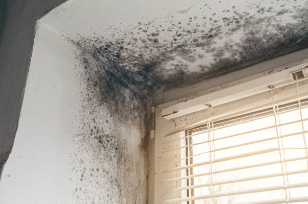 Affordable Hvac And Air Duct Mold Remediation solutions in Henrico, NC